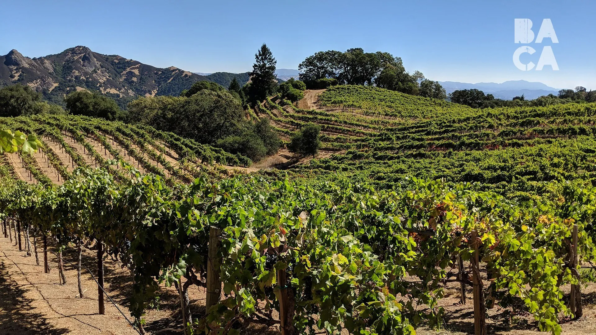 Rows of vines rolling over the hills at Rockpile, Sonoma